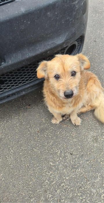 Pies znaleziony w Nieszkowicach .