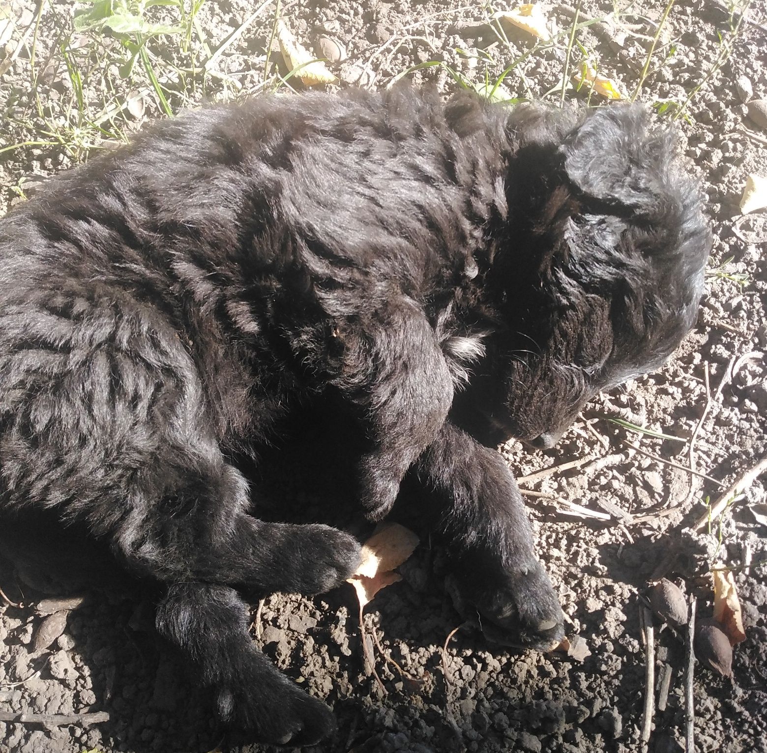 Віддам песиків у добрі руки