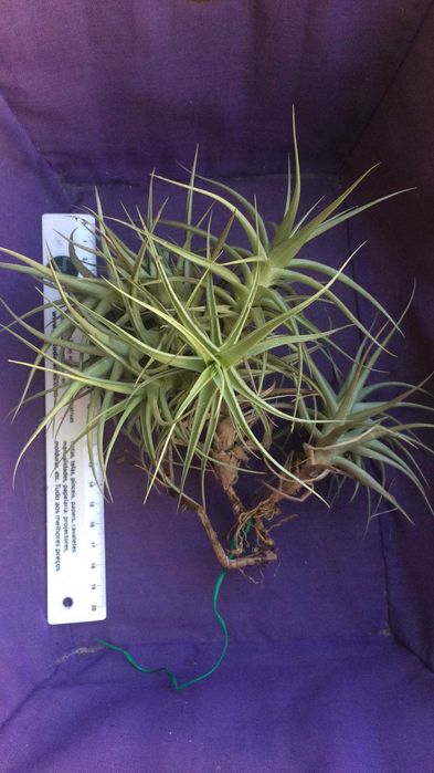 Plantas aéreas Tillandsia Bergeri (com ou sem flores)