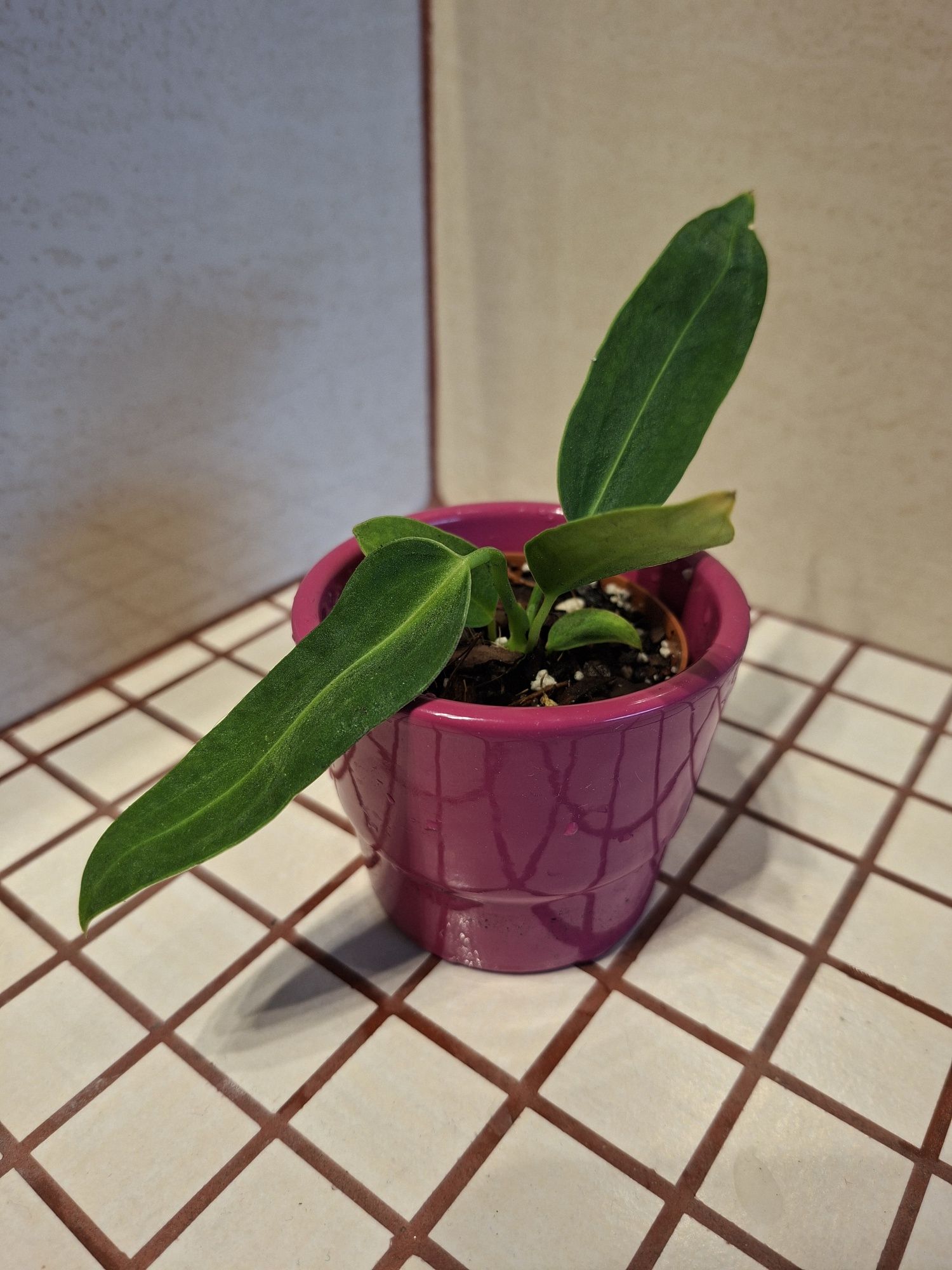 Anthurium warocqueanum
