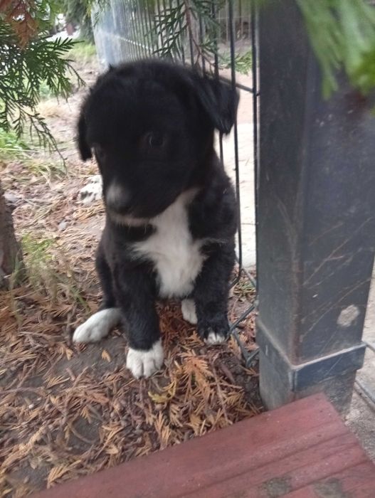 Oddam za darmo piękne szczeniaczki