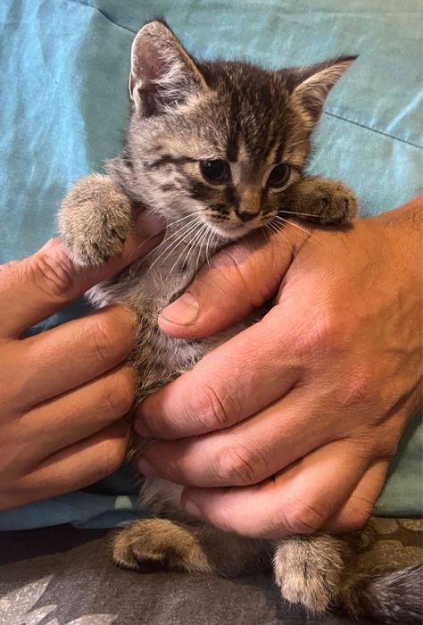 Котята от шотланской кошки