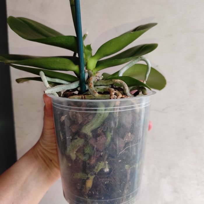 Ароматна орхідея Бронзовий Будда