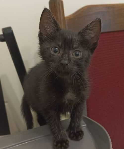 Słodkie kociaki jak Jagódki szukają domków