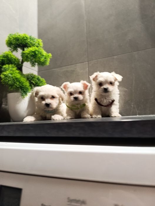 Śliczne szczeniaczki maltańczyki