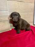 Szczeniak labrador retriever czekoladowy