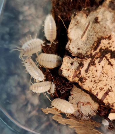 Prosionki Ekipa Sprzątająca Porcellio laevis Isopody Odmiany White