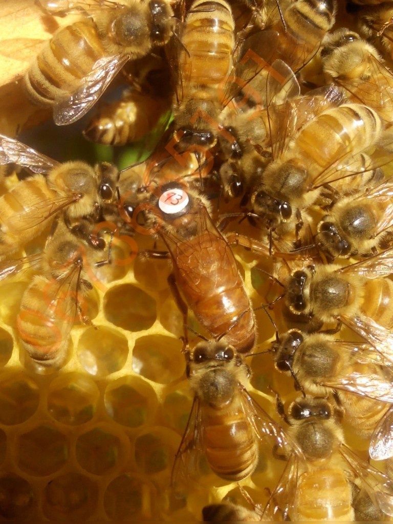 Продам бджоломатки Італійки Кордован та Бакфаст
