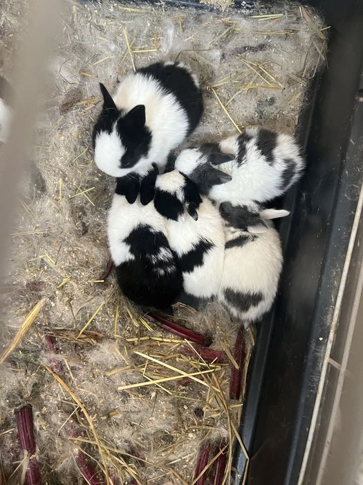 Sprzedam piekne bialo czarne mini kroliczki