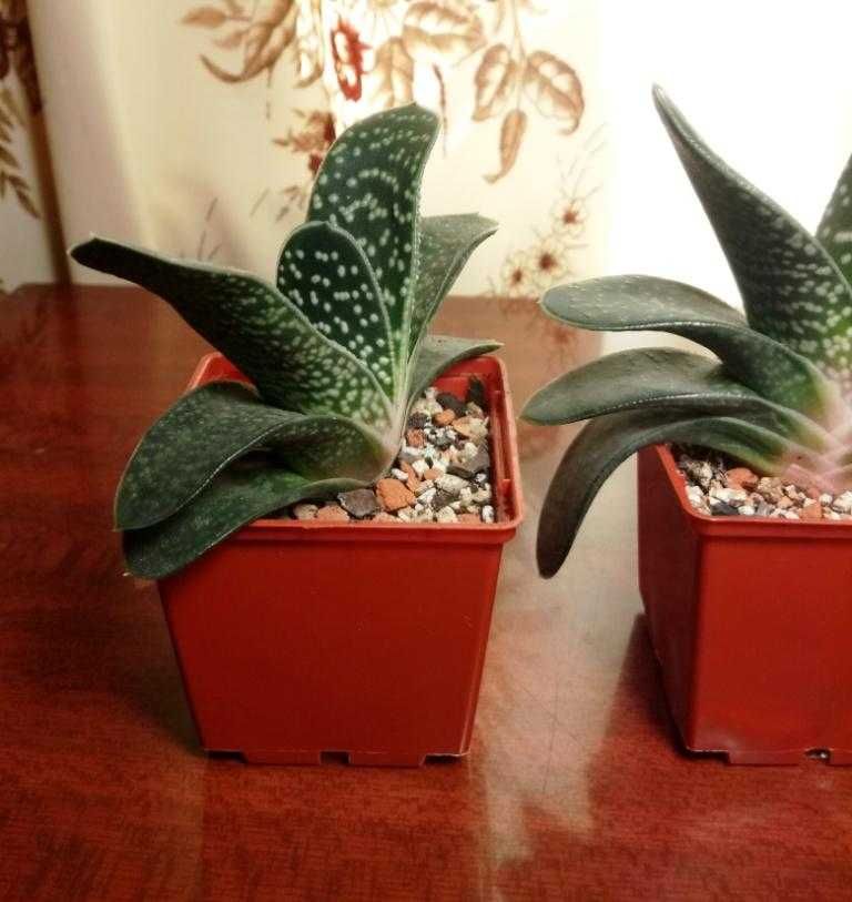 Гастерия карликовая (Gasteria liliputana)