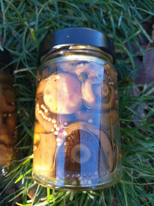 Rydze marynowane na słodko 10 słoików 330ml