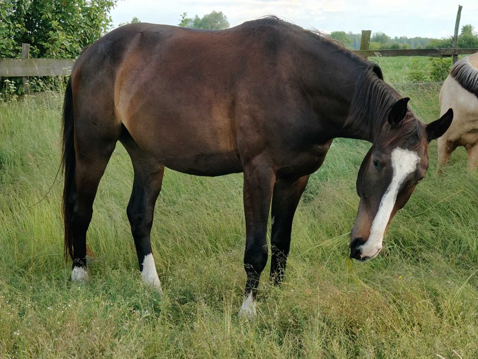 Wałach wlkp po Rumianku