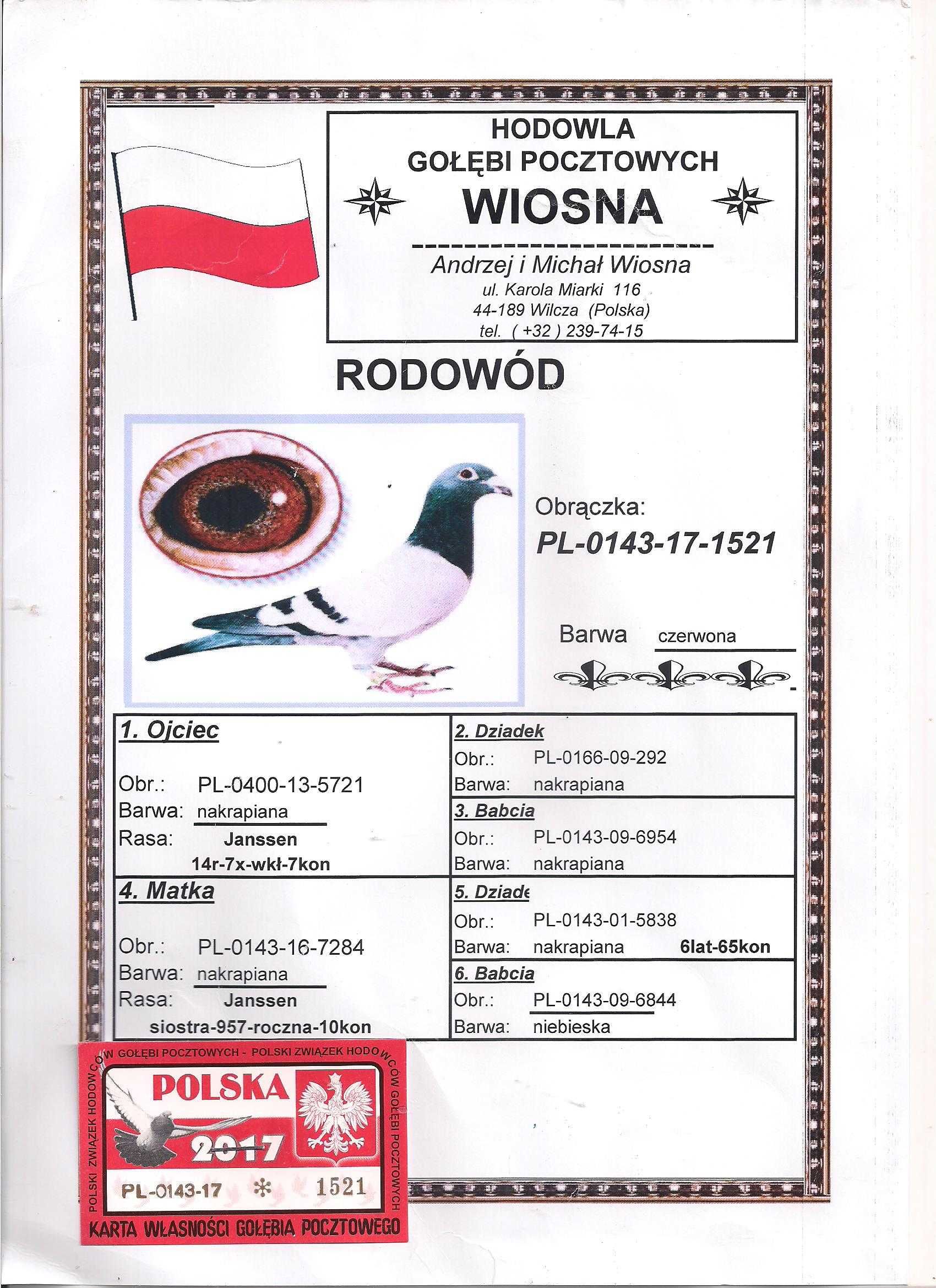 Młode Para 99 Oryg A.M Wiosna Stary Szpak x Rudy 5838 gołębie pocztowe