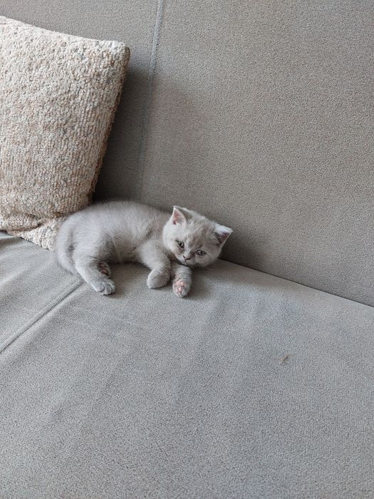 Kotka brytyjska liliowa