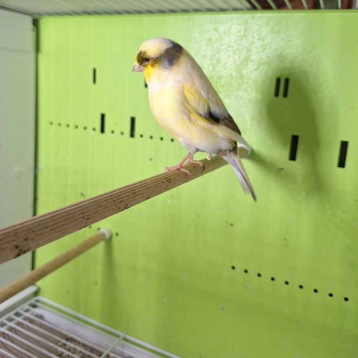 Kanarki gloster żółte