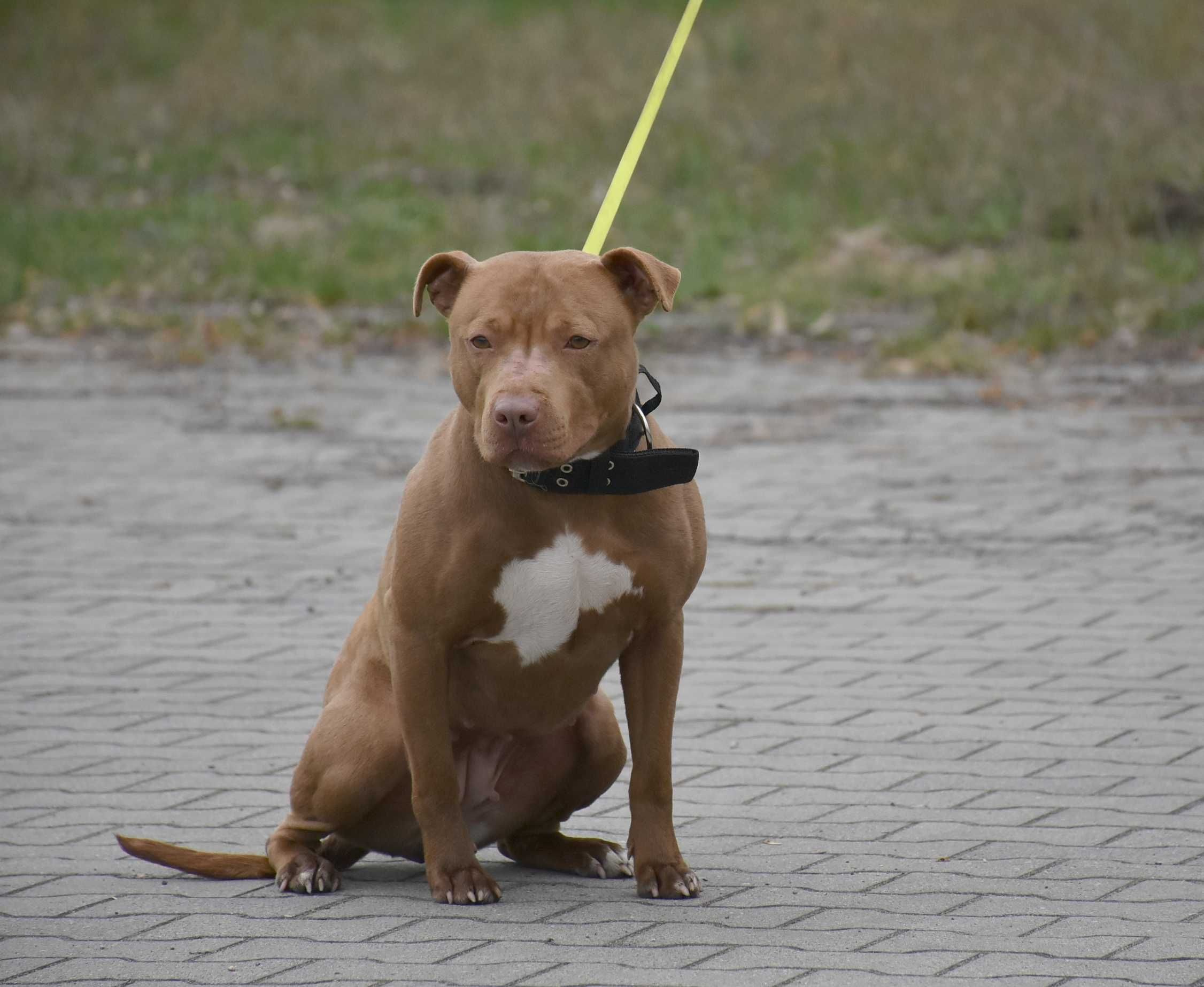 Szczenię American Pit Bull Terrier, Pitbull