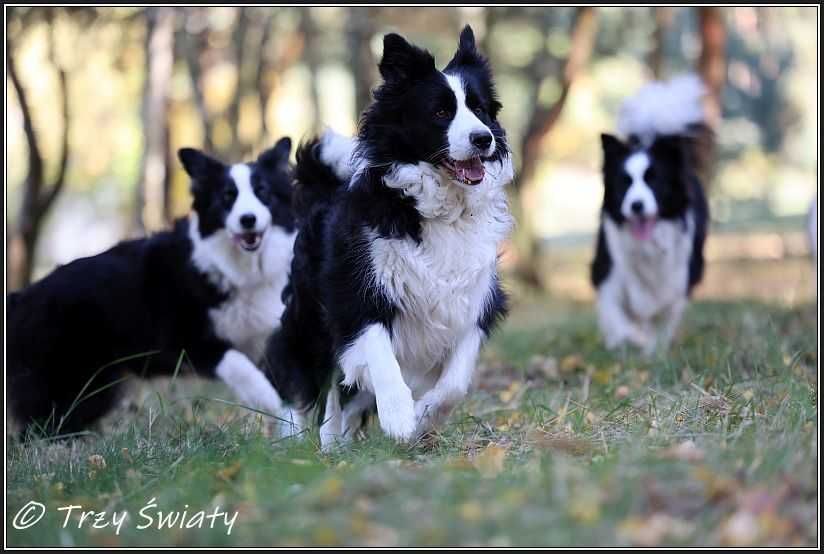 Psy szczeniaki Border Collie ZKwP FCI