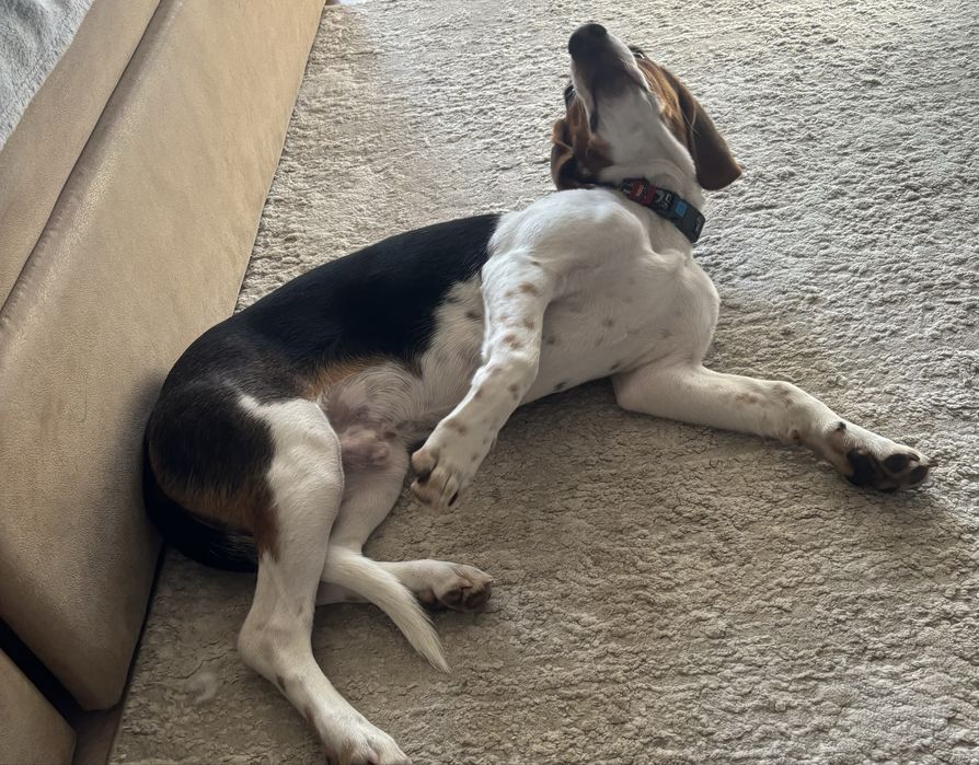 Отдам бигля мальчика