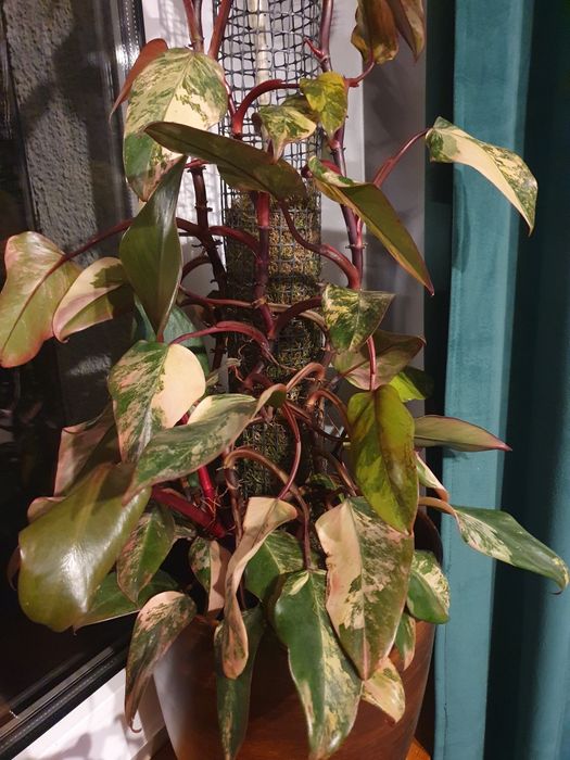 Philodendron strawberry shake