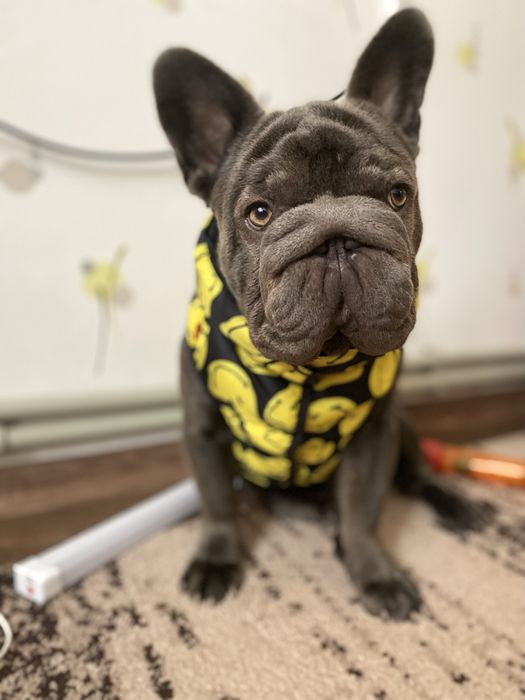 Вʼязка Французький бульдог Біг роб