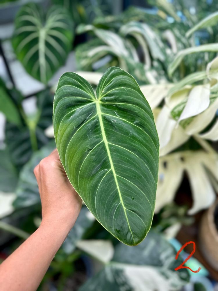 Philodendron melanochrysum kolekcja