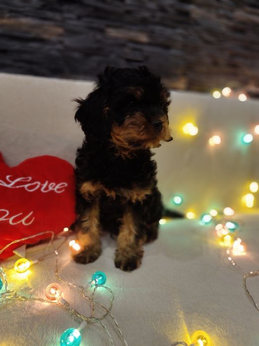 Cavapoo czarny podpalany - Gofer
