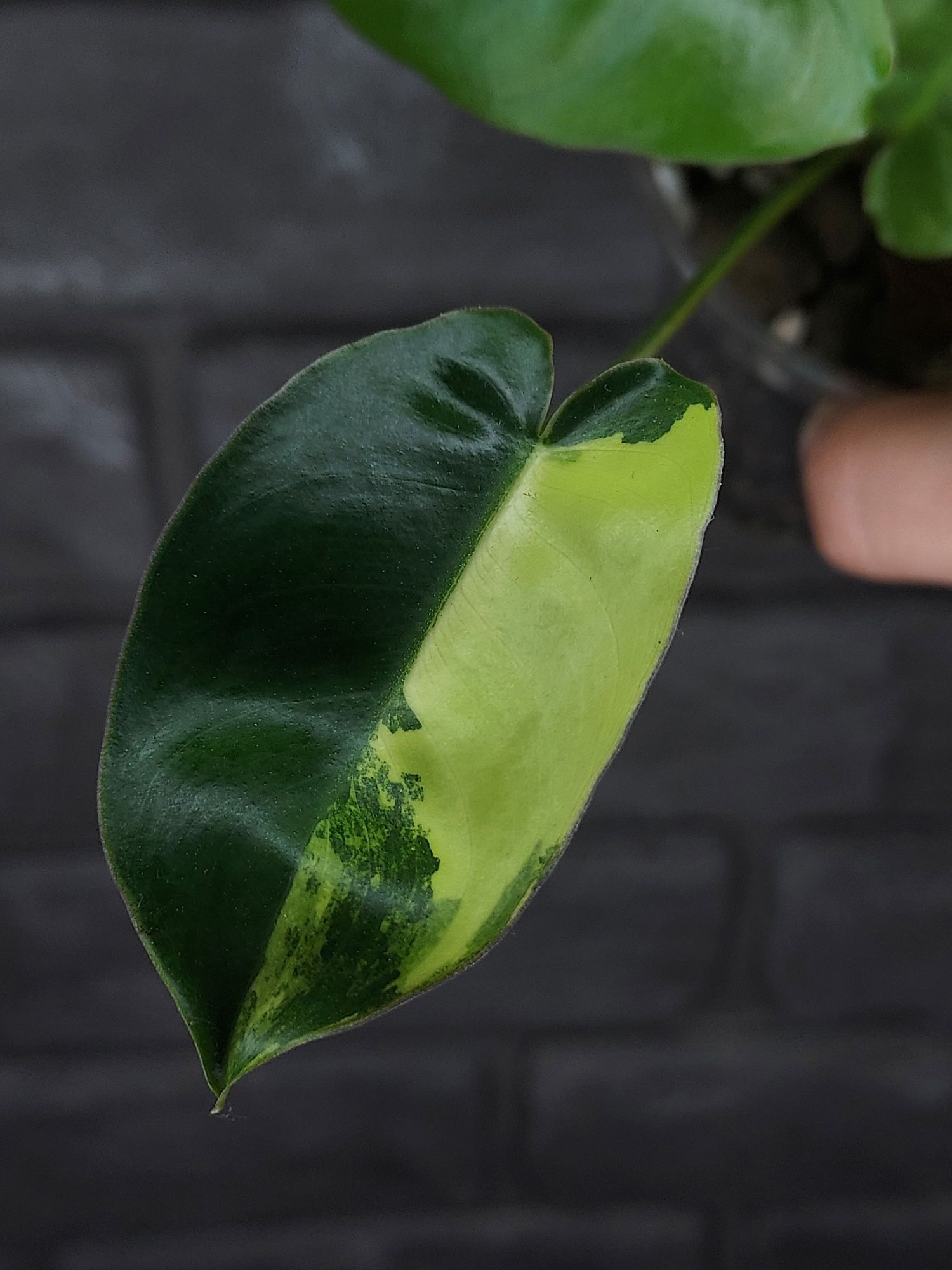 Philodendron Burle Marx Variegata #4