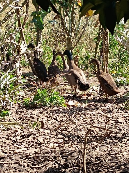 Pato corredor indiano