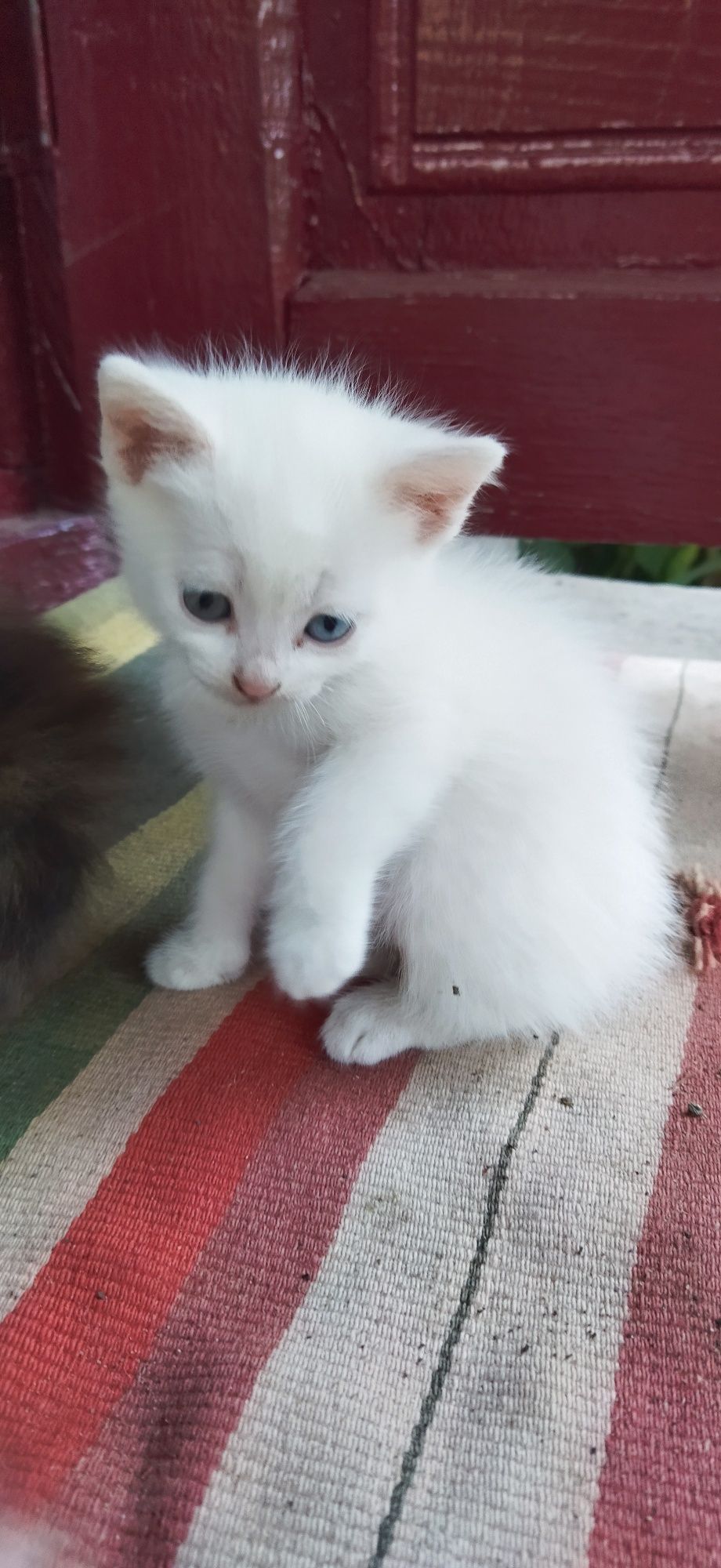 Кошенята шукають сім'ю