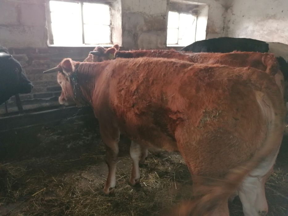 Na sprzedaż jałówka 100 % limousine pod oceną PZHiPBM