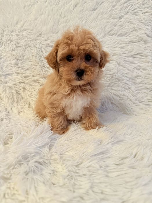 Maltipoo suczka po pudlu toy