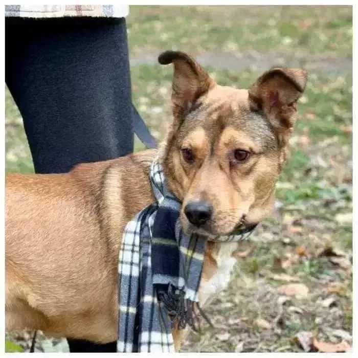 Ищет дом активный дружелюбный пес