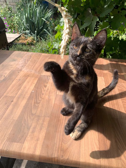 Кішечки черепашки . 5 місяців. По Дніпру і області.