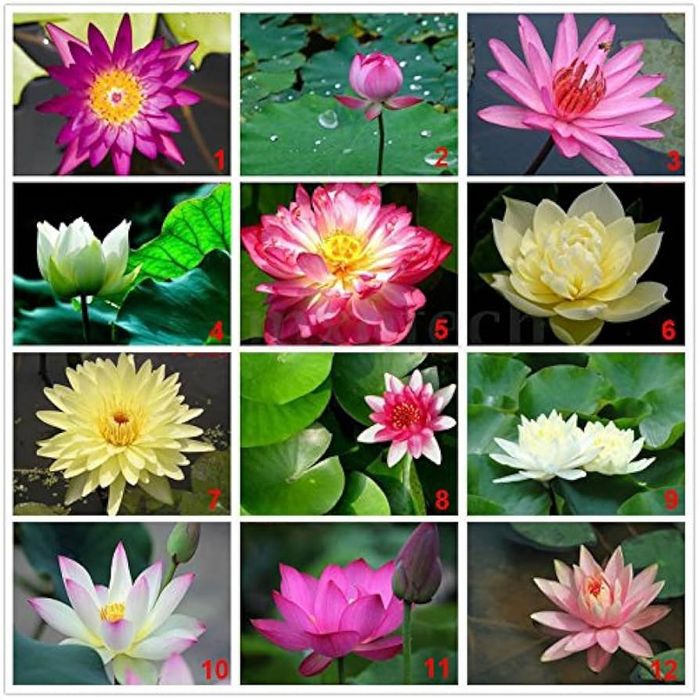 Sementes de lótus cores sortidas