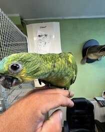 Амазон Попугай,умнейший попугай ,красивый,молодой,клетки вольеры