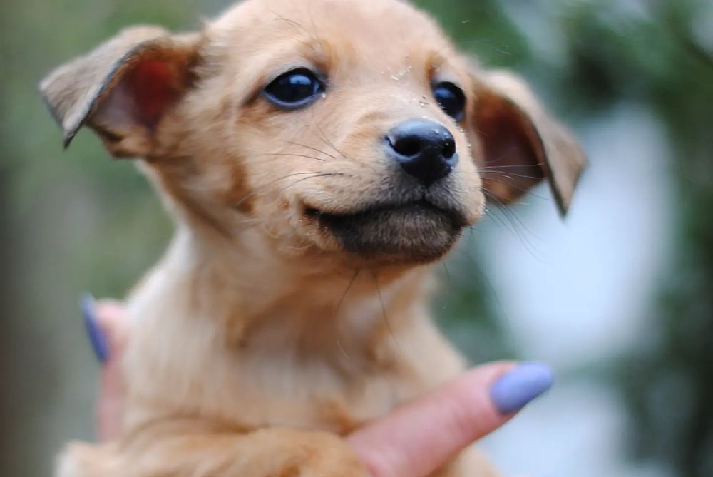 Вакциновані цуцики в добрі руки