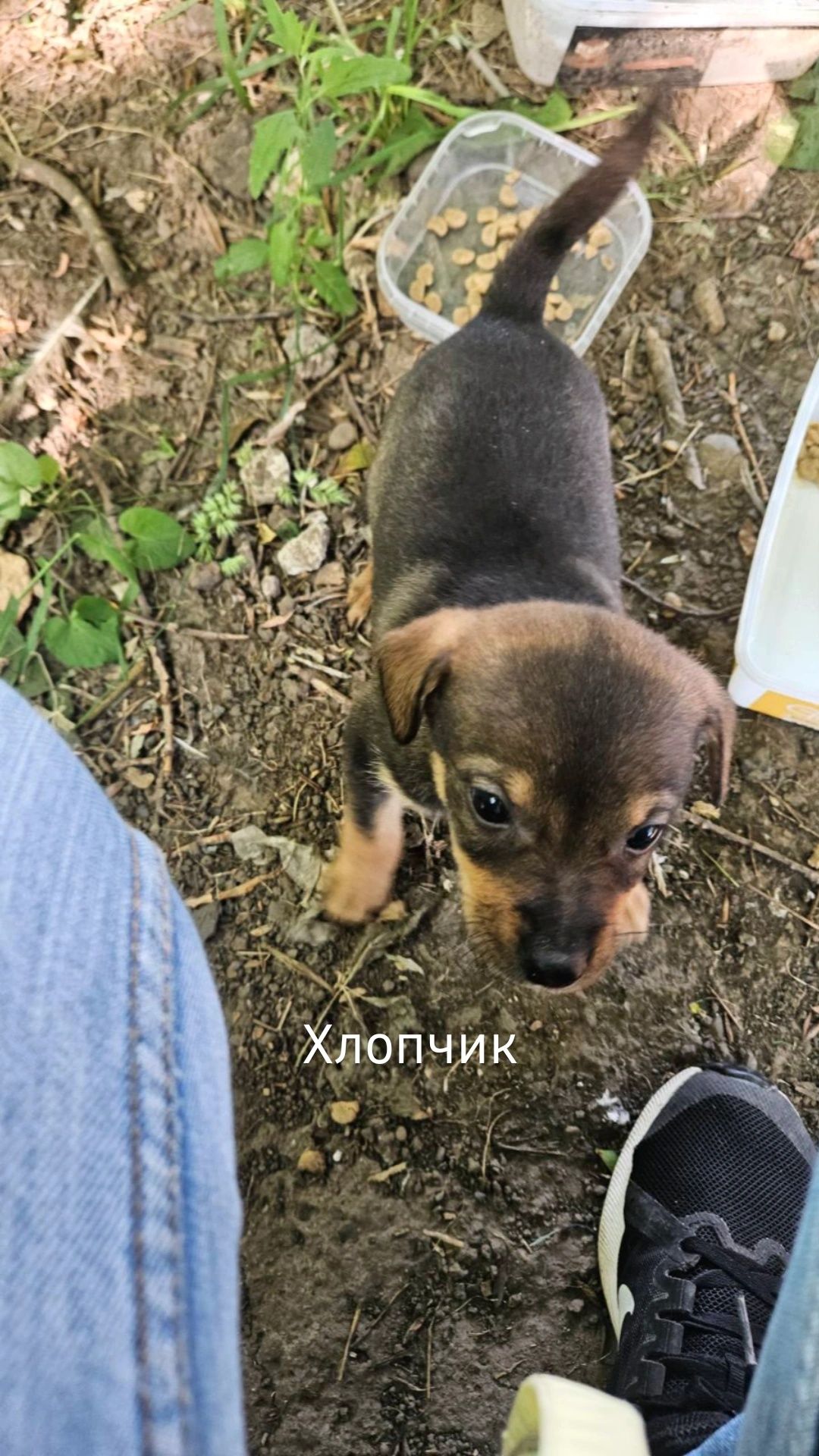 Цуценята в добрі руки