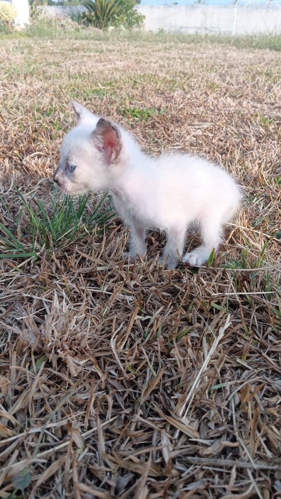Gatinha para adopção