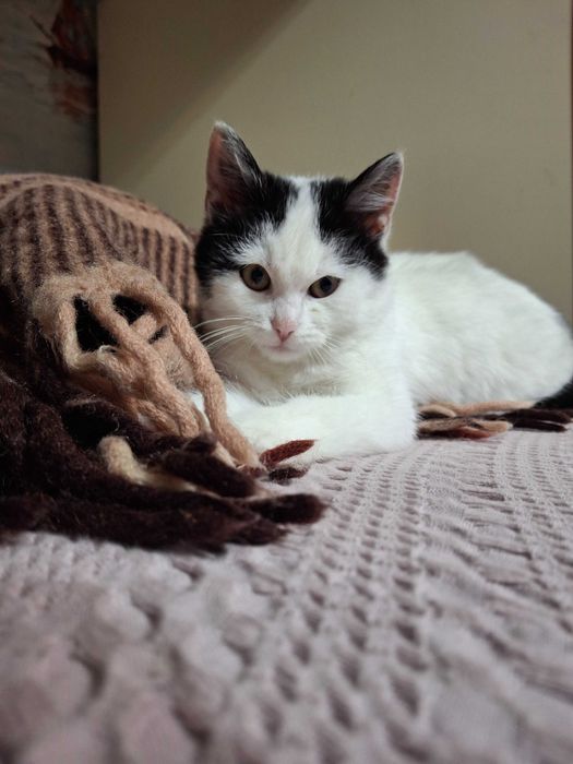 Кошечка, котенок, котик, котята Первомайськ