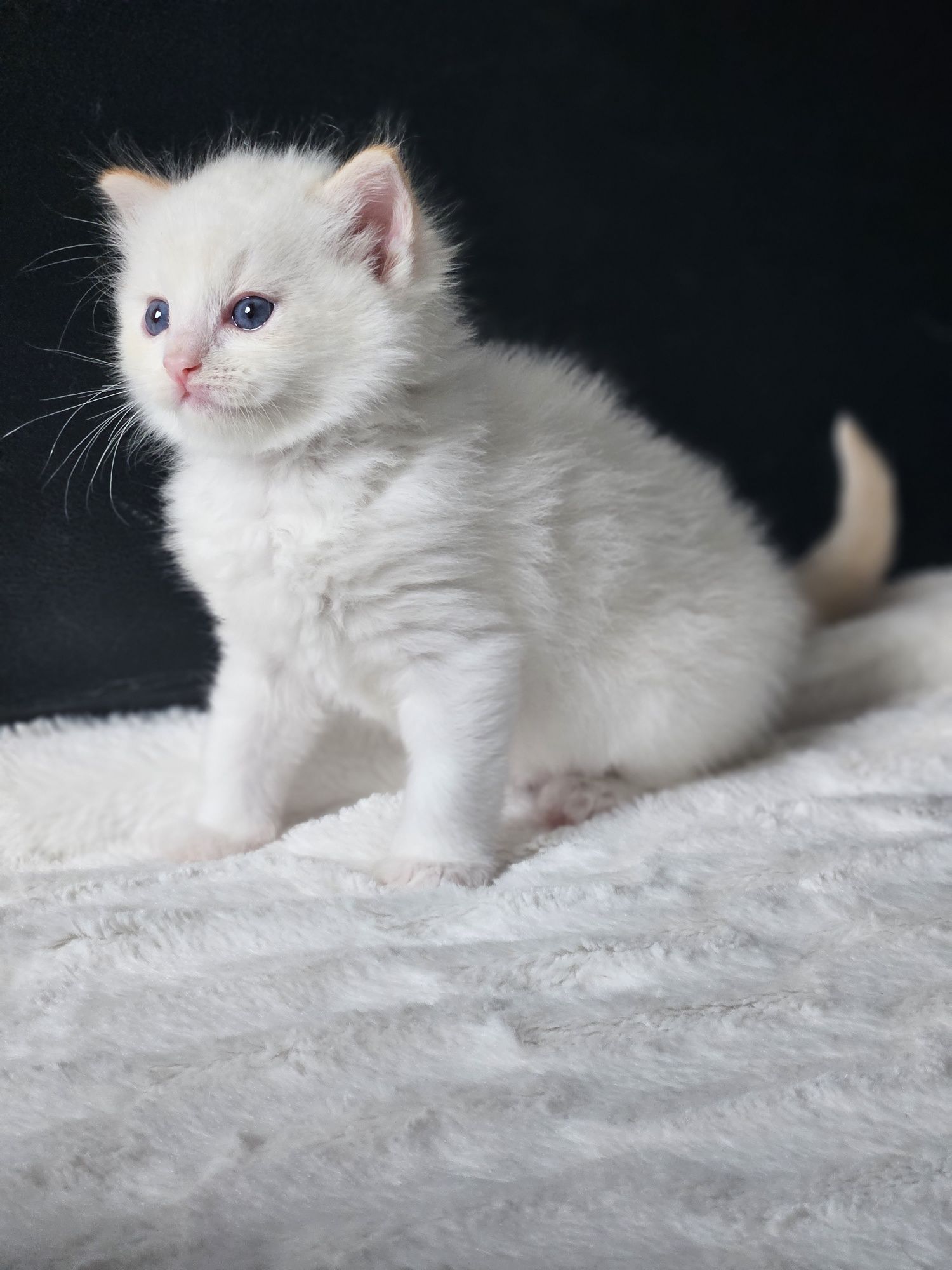 Śliczny kocurek rasy Ragdoll