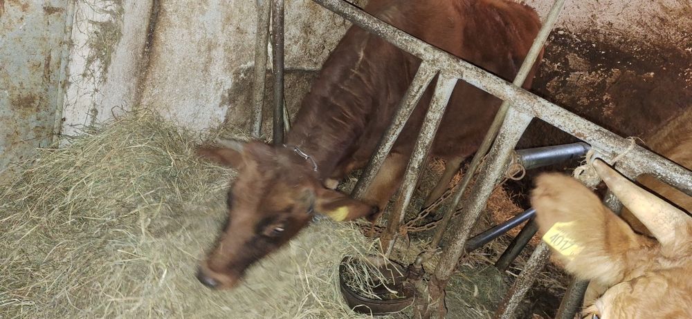 Jałówka roczna czerwona