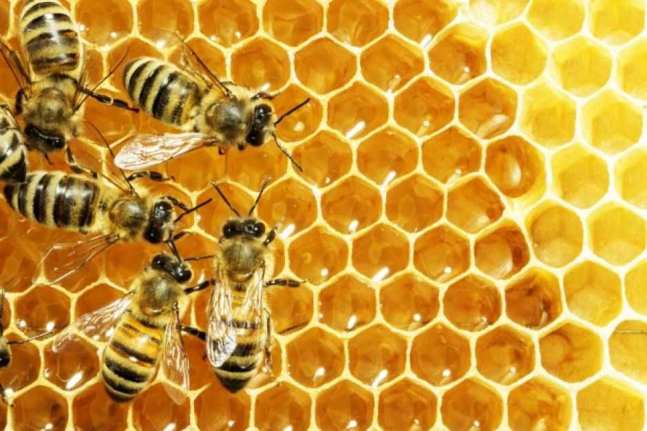 Ule warszawskie poszerzane z pszczołami okazja!