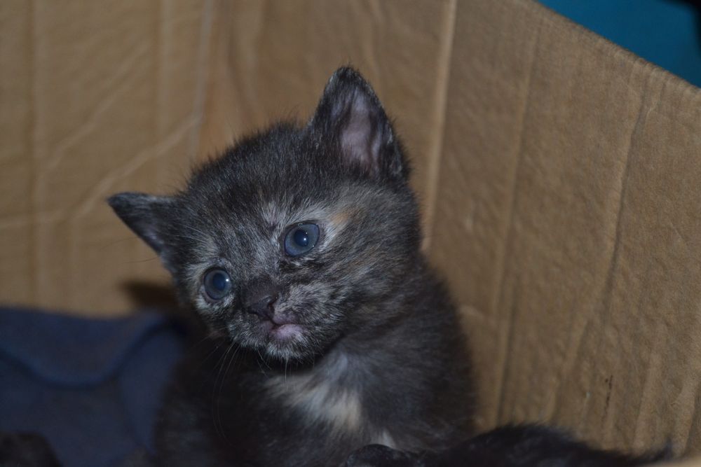 Отдам в добрые руки кошечек