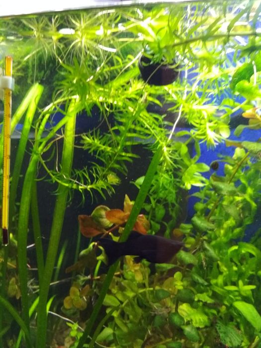 Moczarka do akwarium