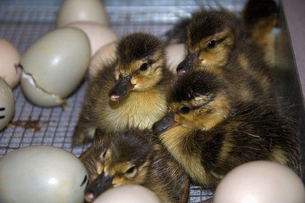 Голубой Фаворит утка инкубационное яйцо продажа
