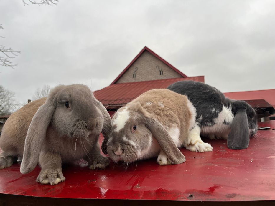 sprzedam samice barana francuskiego