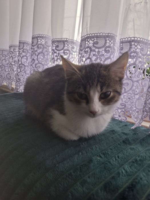 Za darmo! Mały kociak