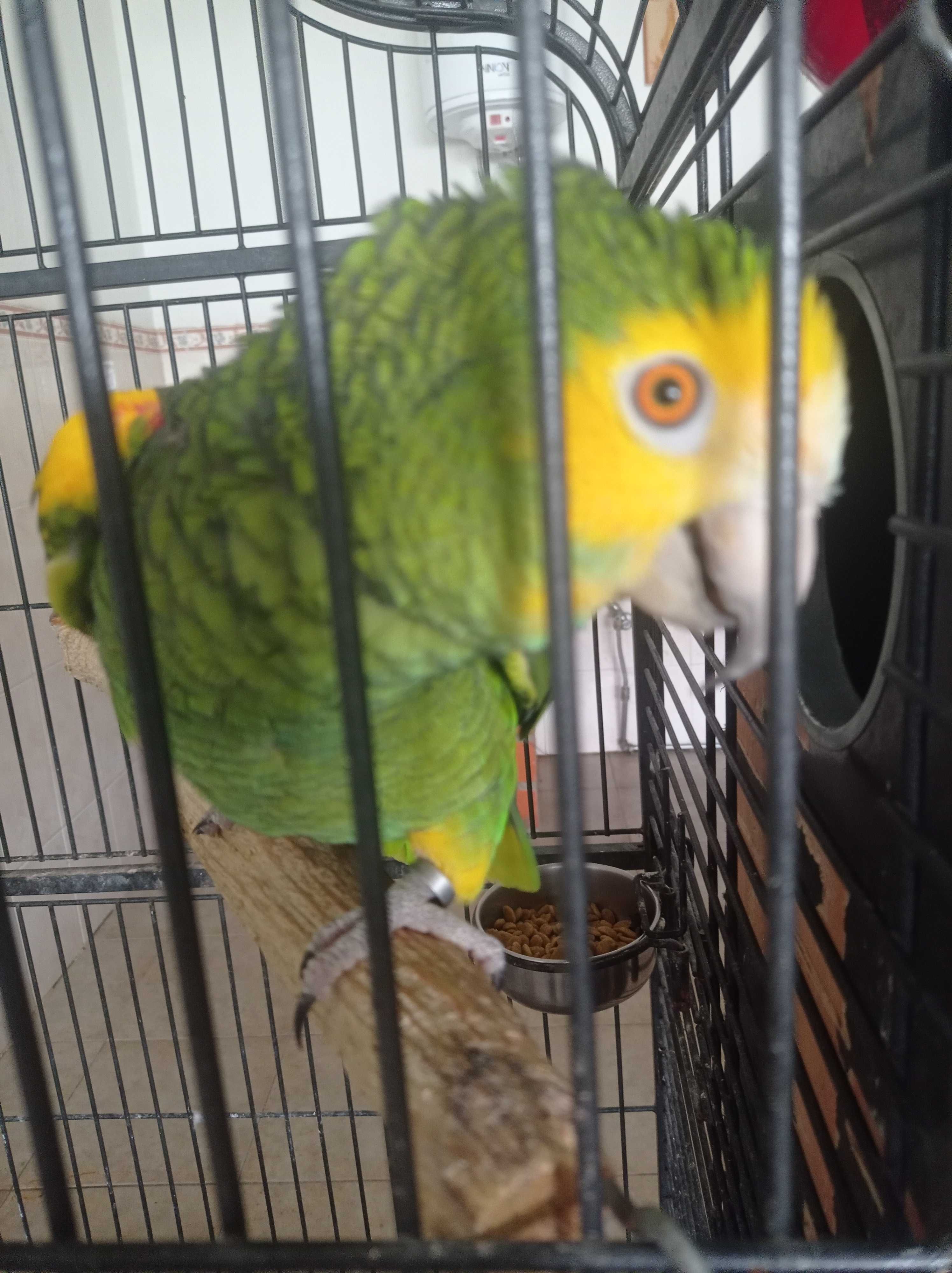 Papagaio Barbadezie macho reprodutor