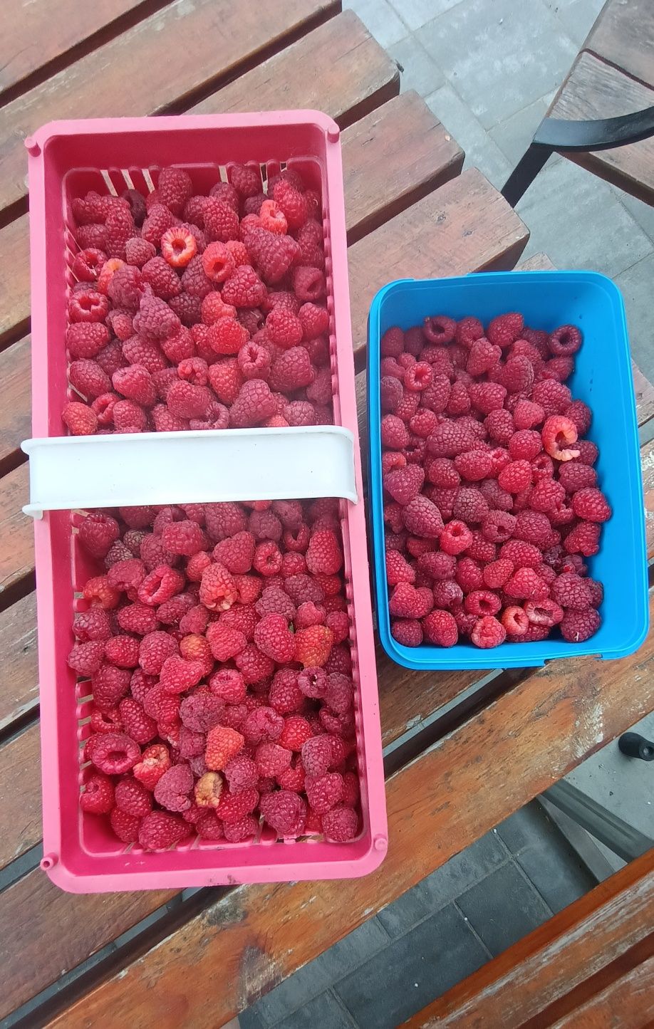 Świeże maliny Jarczew