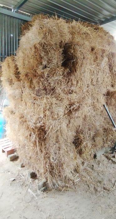 Palha aveia fardo pequeno